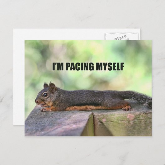 Lazy Squirrel写真 ポストカード (正面/裏面)