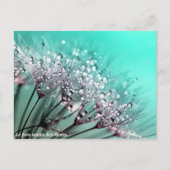 Le bon matin des fleurs 案内ポストカード (正面)