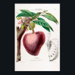 Le Cachimentier Vintage Strawberry Flore D Ameriqu ポスター<br><div class="desc">Le Cachimentier Vintage Strawberry botanical plant. From my Flore D Amerique Collection</div>