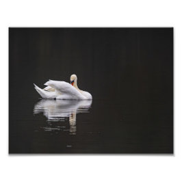 Le cygne au repos フォトプリント           