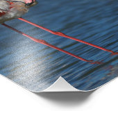 Le flamant rose de Camargue フォトプリント (角)