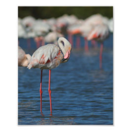 Le flamant rose de Camargue フォトプリント