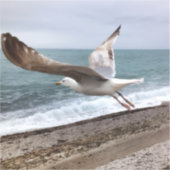 Le goëland d'Etretat français シール (正面)