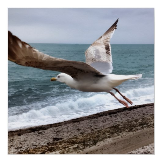 Le Goëland d'Etretat français ポスター (正面)