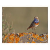 Le gorgebleue à miroir  ポスター (正面)