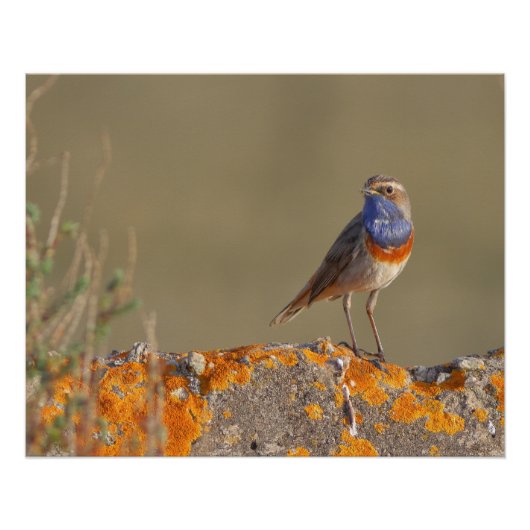 Le gorgebleue à miroir  ポスター (正面)