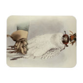 Le Groenlandais, Faucon Blanc Mue, from 'Traite de マグネット (横)