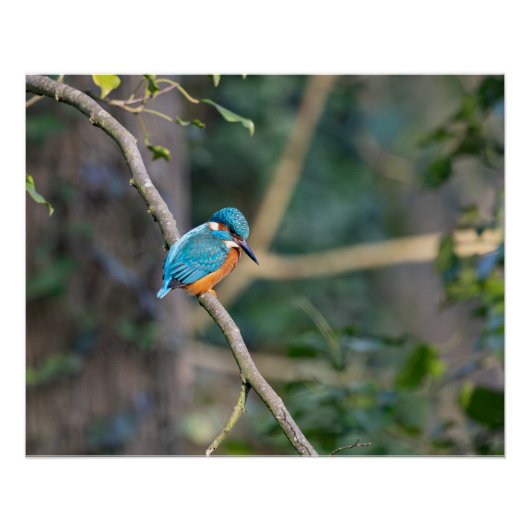 Le martin-pêcheur ポスター (正面)