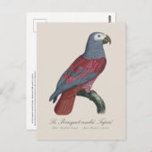 Le Perroquet cendre Tapire  ポストカード (正面/裏面)