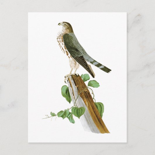Le Petit Caporal John Audubon Birds of America ポストカード (正面)