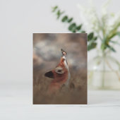 Le renard et le papillon ポストカード (スタンド正面)