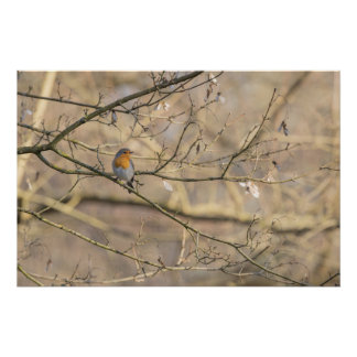 le rouge-gorge, lumière dorée ポスター