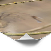 le rouge-gorge, lumière dorée ポスター (コーナー)