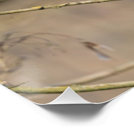 le rouge-gorge, lumière dorée ポスター (コーナー)