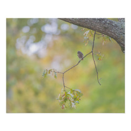 Le rougue-queue noire sur sa branche ポスター