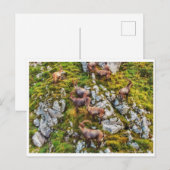 Le troupeau des Bouquetins ポストカード (正面/裏面)