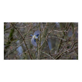 Le vol de la mésange bleue  ポスター