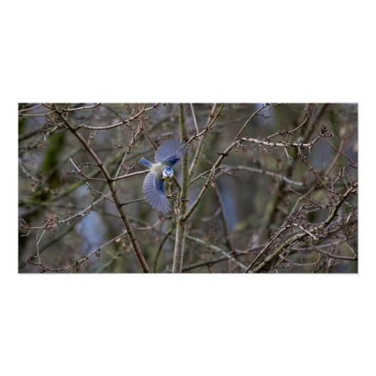 Le vol de la mésange bleue  ポスター (正面)