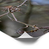 Le vol de la mésange bleue  ポスター (コーナー)