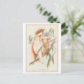 Leadbeater's Cockatoo Illustration by Gould ポストカード (スタンド正面)