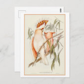 Leadbeater's Cockatoo Illustration by Gould ポストカード (正面/裏面)