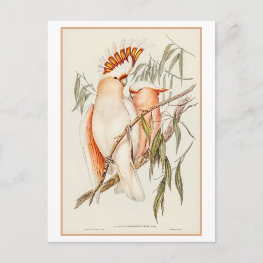 Leadbeater's Cockatoo Illustration by Gould ポストカード (正面)