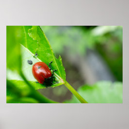 Leaf Beetle on Plant ポスター