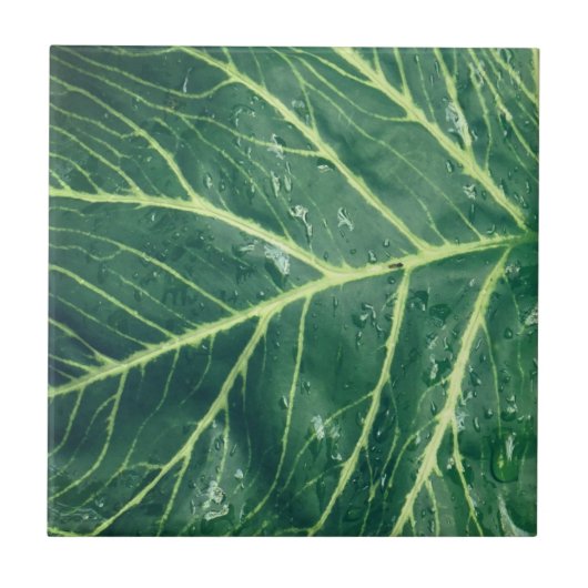 Leaf Print タイル (正面)