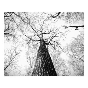 Leafless木 フォトプリント