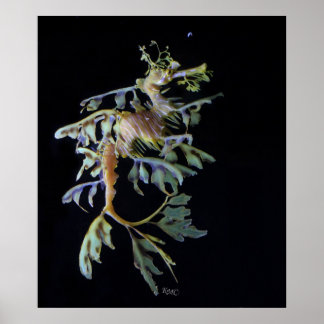 Leafy Seadragon & Mysid Shrimp ポスター