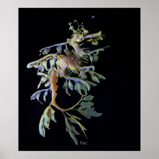 Leafy Seadragon & Mysid Shrimp ポスター (正面)
