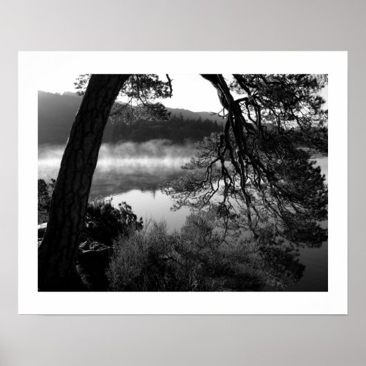 Leaning Pine at Derwentwater Poster ポスター (正面)