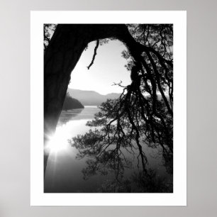Leaning Pine: Friar's Crag, Derwentwater Poster ポスター