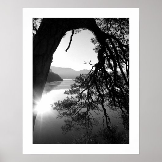 Leaning Pine: Friar's Crag, Derwentwater  Poster ポスター (正面)