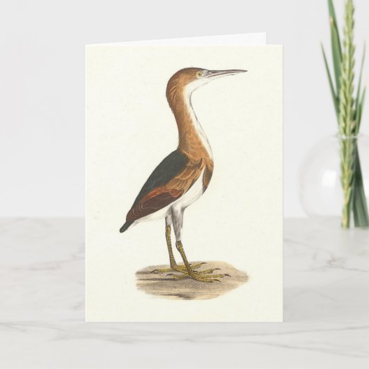 Least Bittern (Ixobrychus exilis) New York Birds カード (正面)