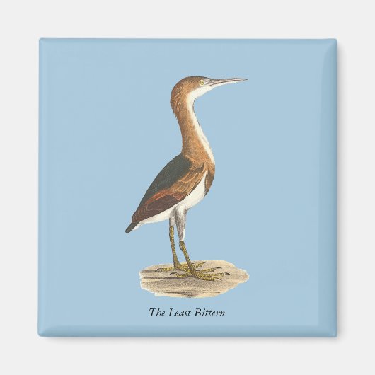 Least Bittern (Ixobrychus exilis) New York Birds マグネット (正面)