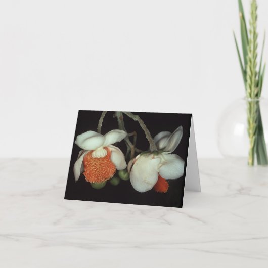 LECYTHIDACEAE: Lecythis persitens カード (正面)