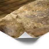 Leeuw, Lion  ポスター (コーナー)