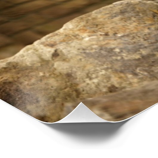 Leeuw, Lion  ポスター (コーナー)