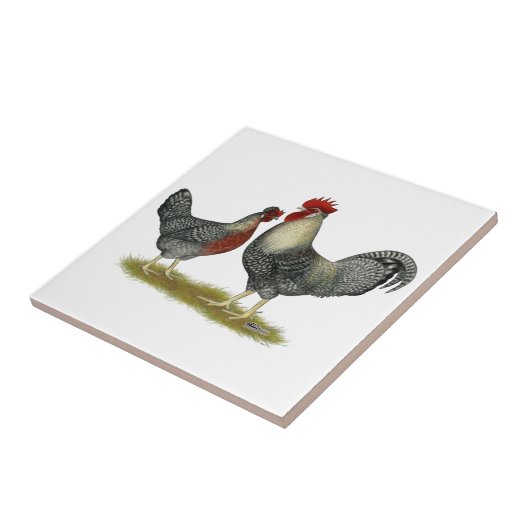 Legbarのクリーム色の鶏 タイル (側面)