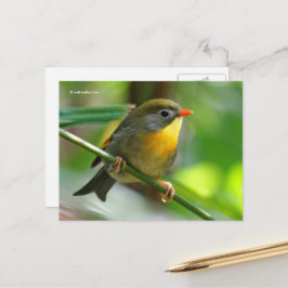 Leiothrix Pekin Robin Songbird ポストカード
