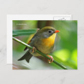 Leiothrix Pekin Robin Songbird ポストカード (正面/裏面)