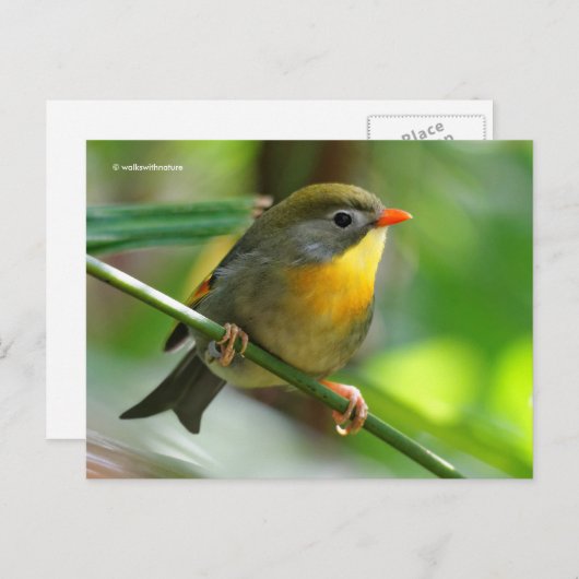 Leiothrix Pekin Robin Songbird ポストカード (正面/裏面)