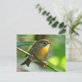 Leiothrix Pekin Robin Songbird ポストカード (スタンド正面)