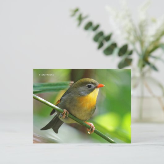 Leiothrix Pekin Robin Songbird ポストカード (スタンド正面)