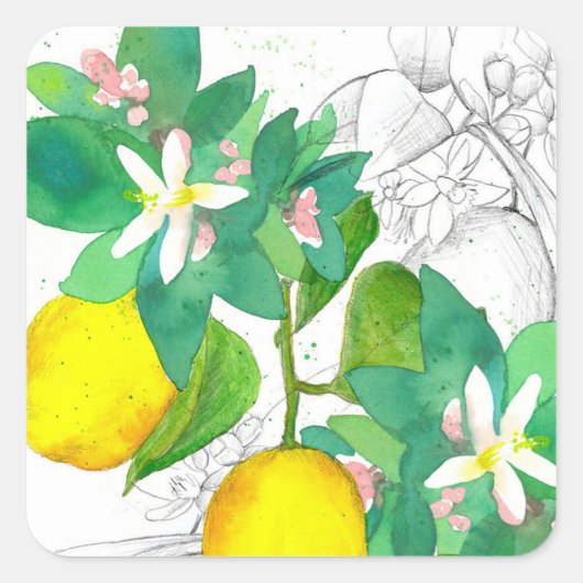 Lemon Citrus Fruit Flowers Botanical Drawing スクエアシール (正面)