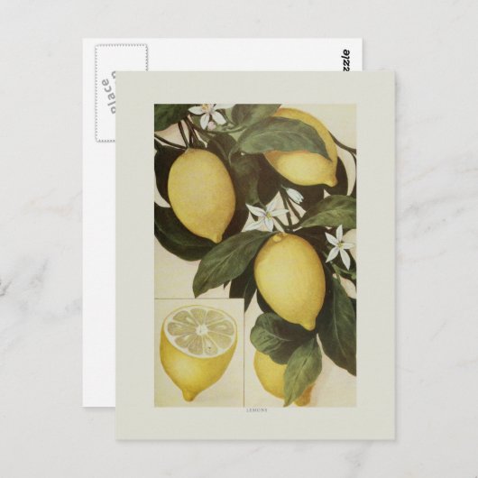Lemons ポストカード (正面/裏面)