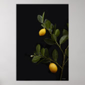 Lemons still on their Branch ポスター (正面)