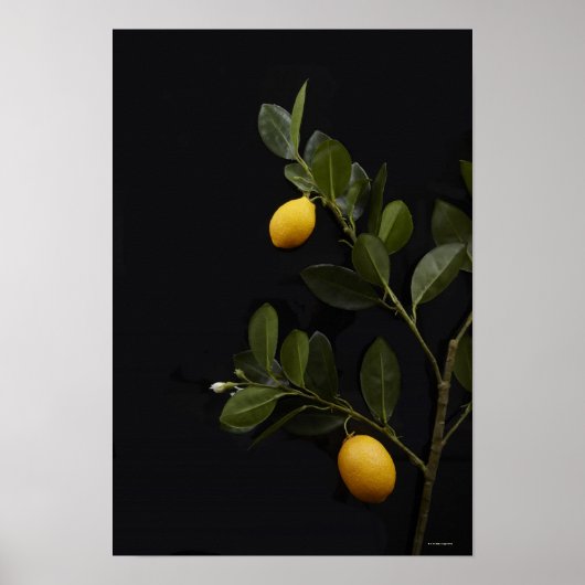 Lemons still on their Branch ポスター (正面)