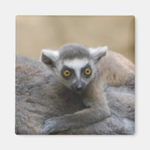 Lemurのベビーの磁石 マグネット